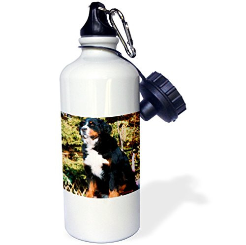 3dRose wb_883_1 Bernese Mountain Dog Sports Water Bottle, 21 oz, White
