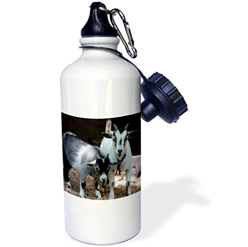 3dRose wb_1068_1 Pygmy Goat Sports Water Bottle, 21 oz, White