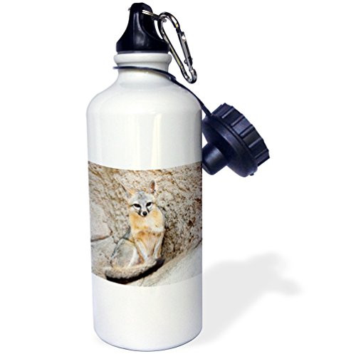 3dRose wb_147092_1"Northern Bobwhite Quail covey bird, south Texas, USA-US44 LDI1002-Larry Ditto" Sports Water Bottle, 21 oz, White