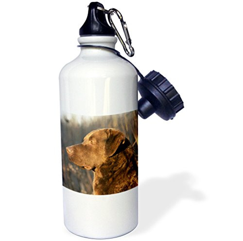 3dRose wb_5324_1 Chesapeake Bay Retriever Portrait Sports Water Bottle, 21 oz, White