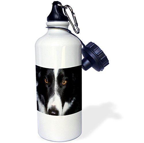 3dRose wb_50182_1 "Border Collie Macro" Sports Water Bottle, 21 oz, White