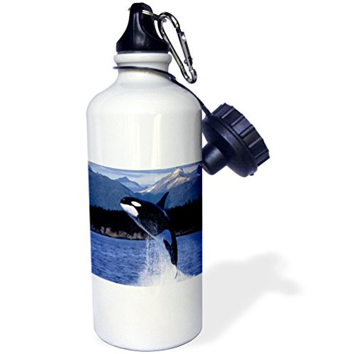 3dRose wb_80247_1 "Breeching Whale Off Alaska Coast" Sports Water Bottle, 21 oz, White