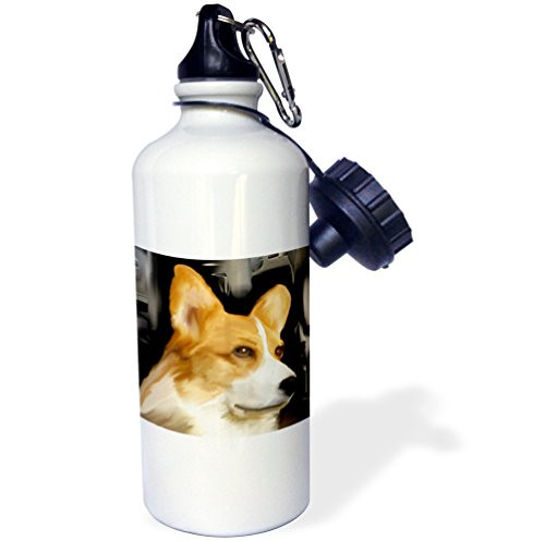 3dRose wb_4068_1 "Corgi" Sports Water Bottle, 21 oz, White