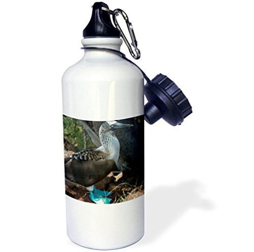 3dRose wb_86208_1 Ecuador, Galapagos Islands, Blue Footed Booby Colony-Sa07 Kwi0126-Kymri Wilt Sports Water Bottle, 21 oz, White 3dRose wb_86208_1 Ecuador, Galapagos Islands, Blue Footed Booby Colony-Sa07 Kwi0126-Kymri Wilt Sports Water Bottle, 21 oz, White