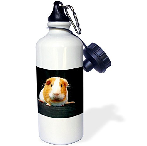 3dRose wb_1065_1 Pembroke Welsh Corgi Sports Water Bottle, 21 oz, White