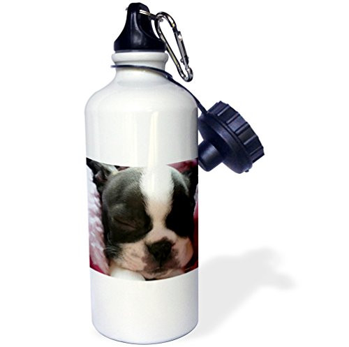 3dRose wb_22237_1 Boston Terrier Puppy Sports Water Bottle, 21 oz, White 3dRose wb_22237_1 Boston Terrier Puppy Sports Water Bottle, 21 oz, White