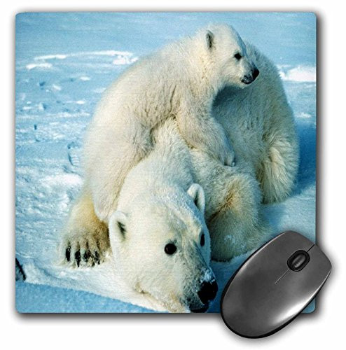 3dRose LLC 8 x 8 x 0.25 Inches Mouse Pad  Playful Polar Bear N Her Mom Jpg -mp_98619_1-