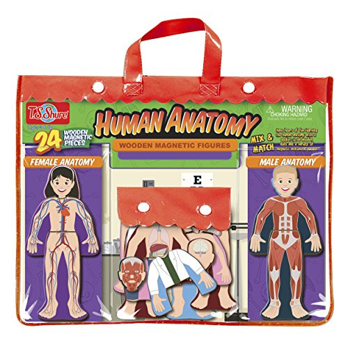 T.S. Shure Human Anatomy Wooden Magnetic Figures by T.S. Shure