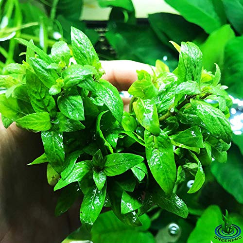 Greenpro - Staurogyne Repens 3-Bunch Freshwater Live Aquarium Plants Carpet Tank
