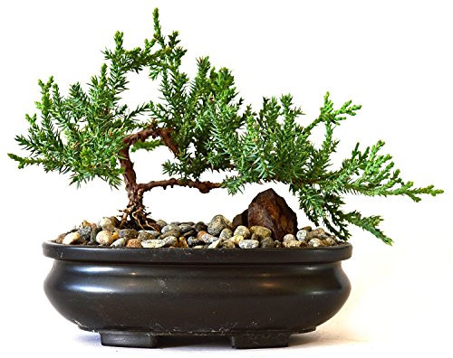 9Greenbox Best Gift Bonsai Juniper Tree  4 Pound