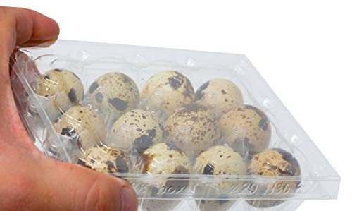 Yaqeen Quail Egg Plastic Cartons  Pack of 50 - Holds 24 Quail or Small Eggs - Clear Cavity Quail Egg Cartons - Bulk Carton for Dozens of Small Eggs  Quail  Pheasant  or Grouse - Measure 19813539mm