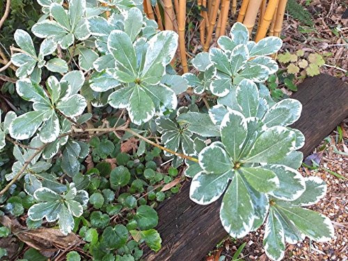 Variegated Mock Orange Aka Pittosporum T. _Variegata_ Live Plant Fit 01 Gallon Pot