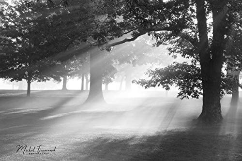 Misty Oaks photo print  trees art photography  black and white picture  paper or canvas  small 5x7 to large 30x45 inches  B and W wall decor