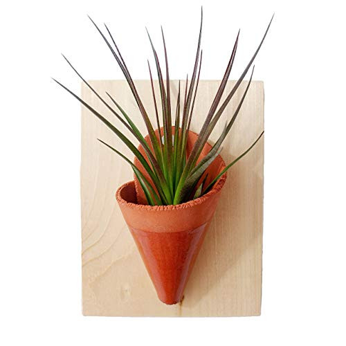 Carter and Rose Ceramic and Wood Wall Planter Medium with Air Plant - Terra Cotta