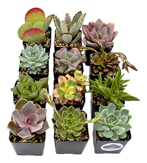 Fat Plants San Diego Premium Succulent Plant Variety Package. Live Indoor Succulents Rooted in Soil in a Plastic Growers Pot -12- Fat Plants San Diego Premium Succulent Plant Variety Package. Live Indoor Succulents Rooted in Soil in a Plastic Growers Pot -12-