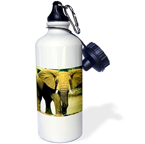 3dRose wb_515_1 Panda Bear Sports Water Bottle, 21 oz, White