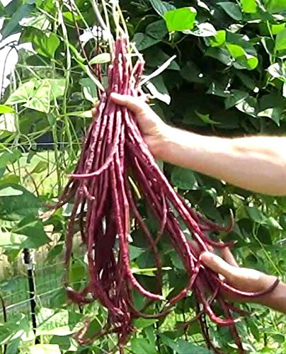 Red Yardlong Bean Seeds Asparagus Noodle Yard Long Pole Variety bin66 _40 Seeds_ or 1 4 oz_