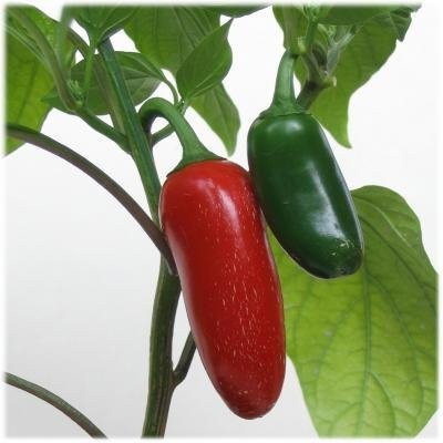 75 Plus  Jalapeno Pepper Seeds_ Heirloom Variety by Ohio Heirloom Seeds