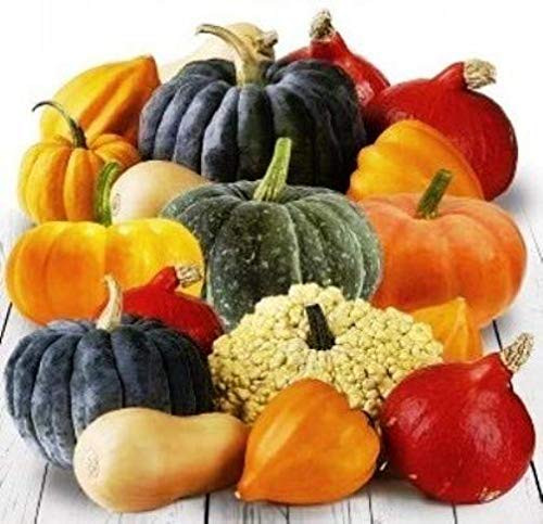 NIKA SEEDS _ Vegetable Pumpkin Seven Mix _ 10 Seeds