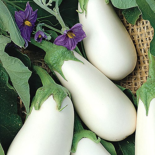 White Star Hybrid Eggplant Seeds_ Includes 25 Seeds in a Pack