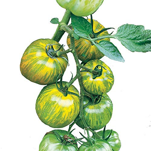 Park Seed Green Zebra Tomato Seeds
