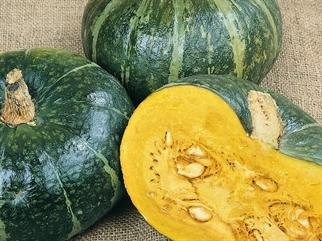 Todd's Seeds _ Burgess Buttercup Winter Squash Seed _ 7g Seed Packet