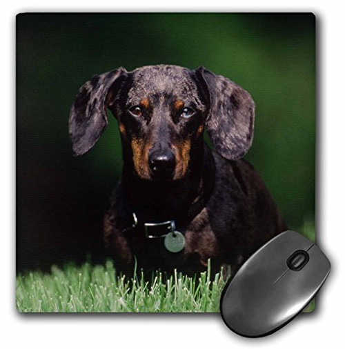 3D Rose"View of Dapple Colored Dachshund" Matte Finish Mouse Pad - 8 x 8" - mp_209139_1 3D Rose"View of Dapple Colored Dachshund" Matte Finish Mouse Pad - 8 x 8" - mp_209139_1
