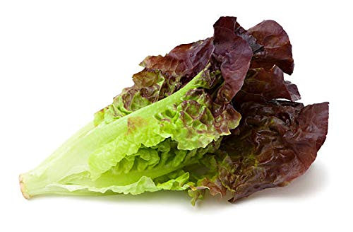 Red Romaine Lettuce Seeds for Planting 1 Gram_ Non_GMO_ American Seeds_ Heirloom_ Lactuca Sativa L.