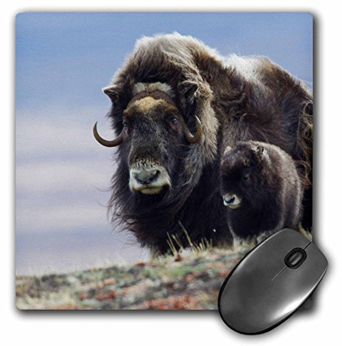 3D Rose "Musk Ox With Calf" Matte Finish Mouse Pad - 8 x 8" - mp_229467_1 3D Rose "Musk Ox With Calf" Matte Finish Mouse Pad - 8 x 8" - mp_229467_1