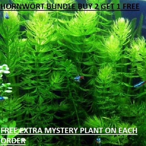 Hornwort Ceratophyllum Live Aquarium Plant Planted Tank Beginner _ Buy 2 Get 1 Hornwort Ceratophyllum Live Aquarium Plant Planted Tank Beginner _ Buy 2 Get 1