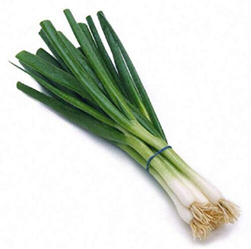 Scallion Green Bunching Onion 500 Seeds Allium Cepa Asian Cuisine