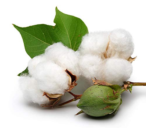 White Cotton 25 Seeds _ Gossypium Hirsutum Cotton Plant_ Easy Grow Perennial Shrub Upland Cotton_ Winter Hardy Showy Flowers Plants_ Mexican Cotton Seeds for Growing