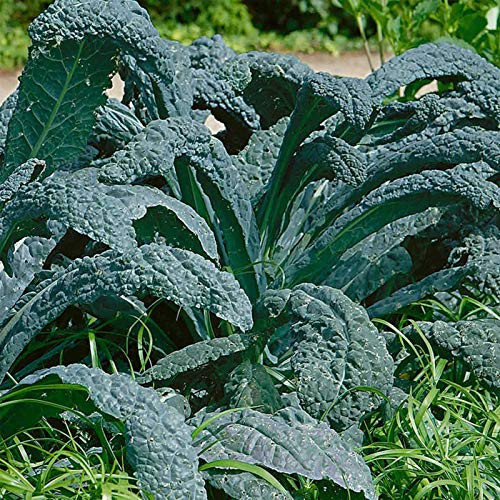 Lacinato Kale Vegetable Garden Seeds _2 g Packet ~500 Seeds _ Non_GMO_ Heirloom_ Organic Gardening  and  Microgreens Seeds _ Aka Dinosaur Kale