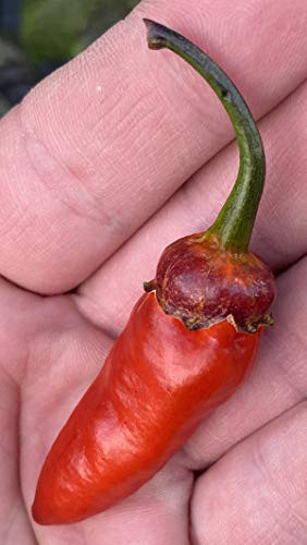 Bubblegum Spectacular BBG 7 Pot Pepper Premium Seed Packet  Plus  More