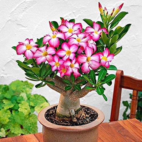 Desert Rose Seeds to Grow _ 10 Pack _ Highly Prized Multicolored Flowering Bonsai _ Adenium Obesum_10 Seeds to Grow Desert Rose Seeds to Grow _ 10 Pack _ Highly Prized Multicolored Flowering Bonsai _ Adenium Obesum_10 Seeds to Grow