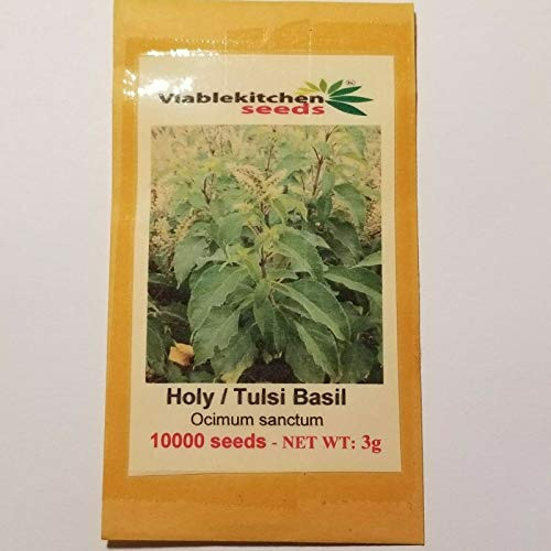 Holy Basil _ 10000 Seeds _ 3 g Tulsi _Ocimum Sanctum__ Vana Tulsi holy Basil Seed _ Non_GMO _ Heirloom Seeds by Viablekitchenseeds_US