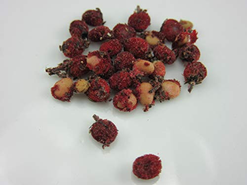 1221_Smooth Sumac Tree _Rhus glabra L._ Seeds by Robsrareandgiantseeds UPC0764425789048 Non_GMO_Organic_USA Grower_Bonsai_Fruit_Rapid_Growing_Ornamental_Wildlife_Tea_Juice_Perennial Package 20 Seeds