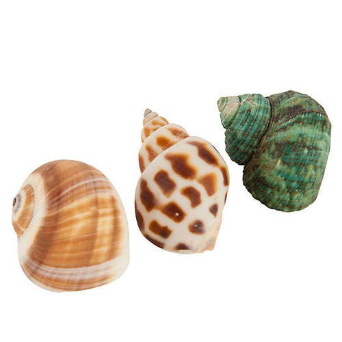 The Nature Company Turbo Hermit Crab Shells _Qty 3_ Hermit Crab Growth Shells