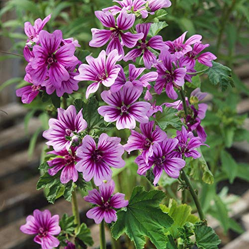 Outsidepride Hollyhock Zebrina Plant Flower Seed _ 1000 Seeds Outsidepride Hollyhock Zebrina Plant Flower Seed _ 1000 Seeds