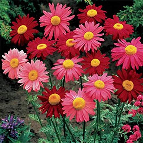Outsidepride Chrysanthemum Robinson's Plant Flower Seed Mix _ 10000 Seeds Outsidepride Chrysanthemum Robinson's Plant Flower Seed Mix _ 10000 Seeds