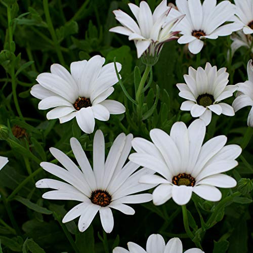 Outsidepride African Daisy White Wildflower Seed _ 2000 Seeds
