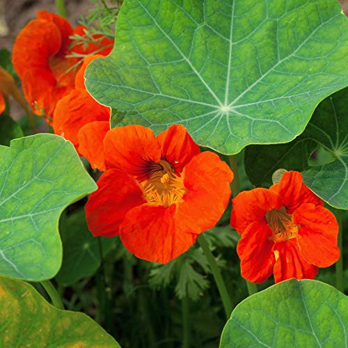 Outsidepride Nasturtium Orange _ 400 Seeds