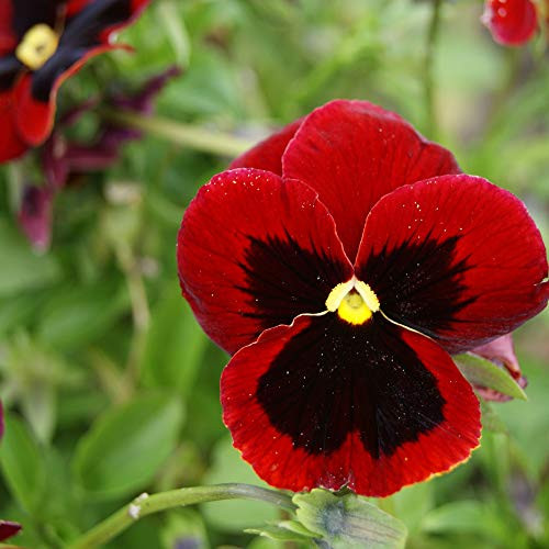 Outsidepride Pansy Alpenglow Plant Flower Seed _ 2000 Seeds