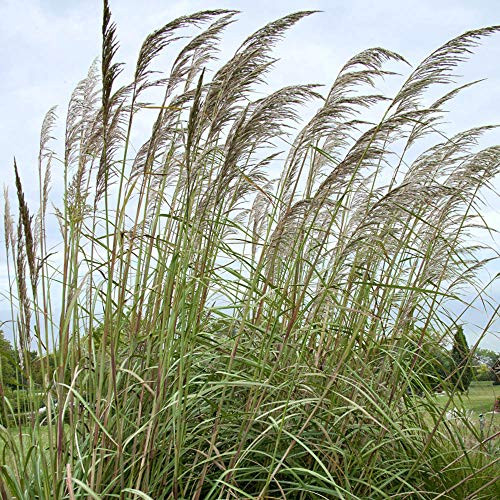 Outsidepride Plume Ornamental Grass _ 500 Seeds