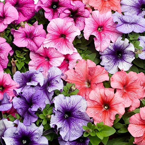 Outsidepride Petunia Multiflora Veined _ 1000 Seeds