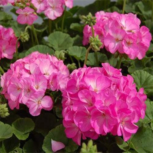 Outsidepride Geranium Pink Bicolor _ 50 Seeds