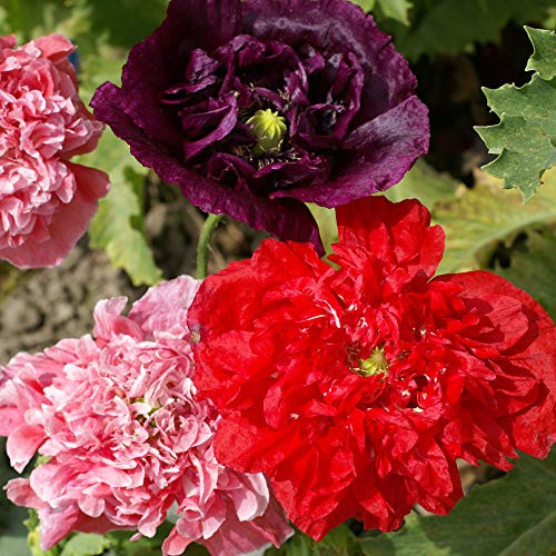 Outsidepride Peony Double Plant Flower Seed Mix _ 10000 Seeds Outsidepride Peony Double Plant Flower Seed Mix _ 10000 Seeds