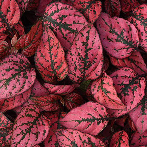 Outsidepride Hypoestes Splash Red Plant Seed _ 400 Seeds