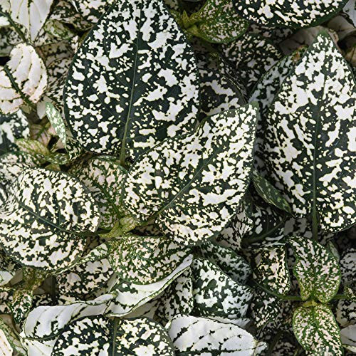 Outsidepride Hypoestes Splash White Plant Seed _ 400 Seeds
