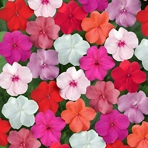 Outsidepride Impatiens Clear Mix _ 200 Seeds